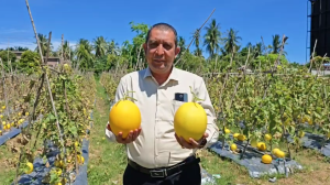 Rektor UIA saat memanen langsung melon golden di area lahan yang ditanami sebanyak kurang lebih 2.500 batang melon di komplek Kampus Paya Lipah