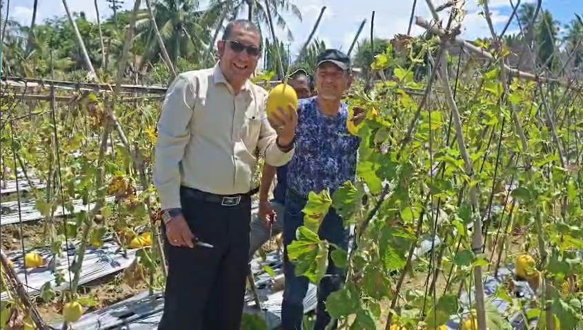 Panen melon kuning di Kampus Paya Lipah Panen melon kuning di Kampus Paya Lipah